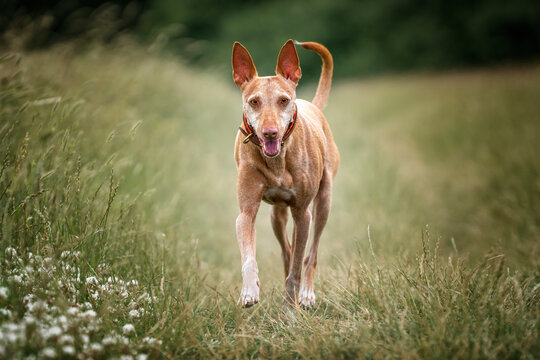 Podenco Andaluz walking and looking at the camera