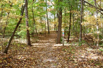 The empty hiking trail in the autumn forest.