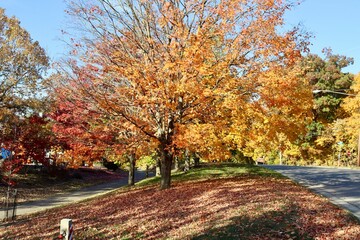 Naklejka premium The colorful autumn tree on a sunny day.