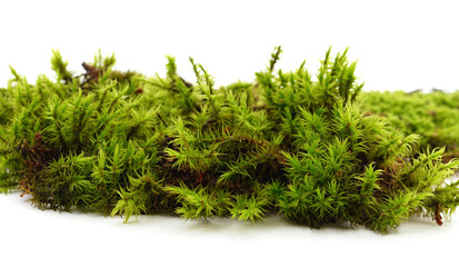 Green beautiful moss.