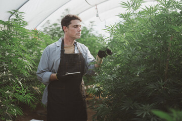 A male farmer holding a folder in her hand To store the data of the plant, cannabis leaves for...