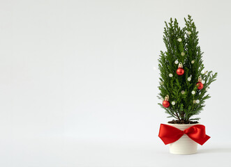 Indoor cypress tree decorated with red balls on light background. Idea of alternative Christmas tree. Space for yout text.