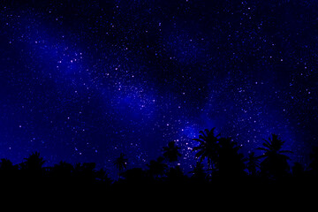 Palm trees under the stars
