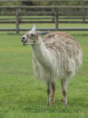 Fototapeta premium llama in the grass