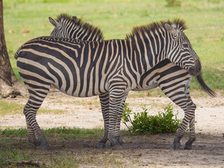 zebra in the wild