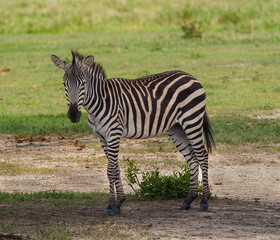 zebra in the wild