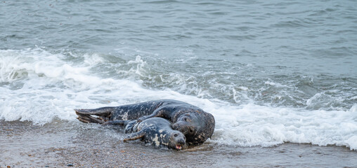 Grey Seal Male and female on the beach at Horsey Gap, Norfolk, England