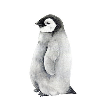 Baby penguin watercolor illustration. Hand drawn realistic cute fluffy emperor penguin nestling. Aptenodytes forsteri Antarctica avian. Baby penguin standing single image.