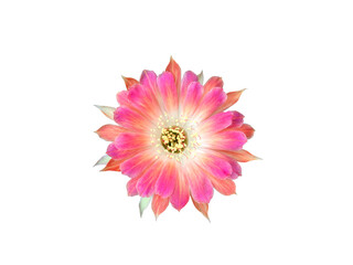 beautiful blooming pink cactus flower isolated on white background © Apinut