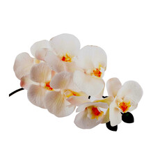 white flower orchid isolated on white background.