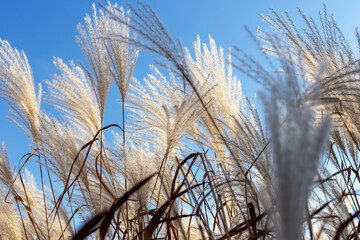 Fototapeta premium Miscanthus against the blue sky