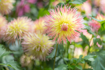 Flower field with yellow and pink dahlias.