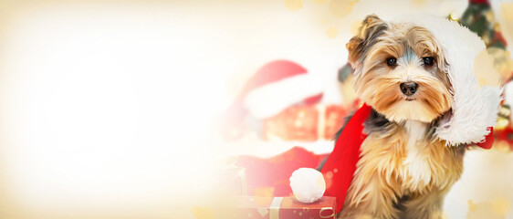 Banner of a small dog, Yorkshire terrier with cute expression in a Santa hat. Gifts and a Christmas tree in the background. Happy New Year, Christmas, Yorkshire terrier (Yorkie), holidays concept.