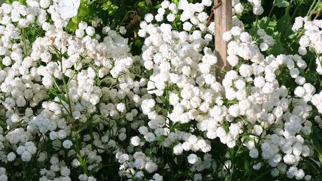 White flowers of Achillea ptarmica, The Pearl. Blooming Double Diamond Close up. Nature, springtime concept. Flower gardening. The sneezewort, sneezeweed, bastard pellitory, fair-maid-of-France