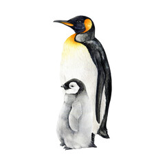 Emperor penguin bird stand with a baby. Watercolor illustration. Hand drawn realistic parent penguin with a baby. Antarctica wildlife bird. Couple of beautiful penguins.