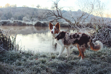A tri colour red merle border collie five month old puppy stood by a river. - obrazy, fototapety, plakaty