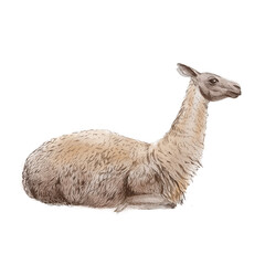 Lama. Watercolor illustration of an animal on a white background. Lama lies on the ground. © Lena