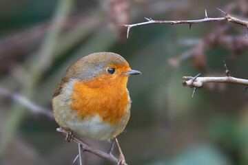 Closeup of a friendly robin perched on a hedge row