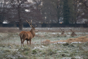 Naklejka na ściany i meble Large red stags in freezing weather waiting for food to arrive early morning