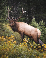 Bull Elk Wildlife 