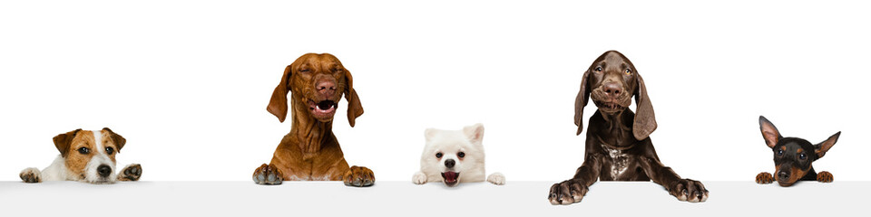 Composite image of funny cute dogs different breeds posing isolated over white studio background. Concept of fashion, pets love, animal life. Look happy, delighted.