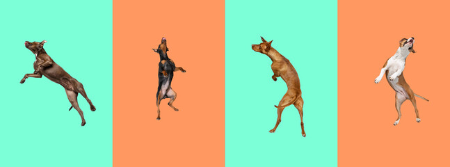 Big and small dogs jumping, playing, flying. Cute doggies or pets are looking happy isolated on colorful background. Collage
