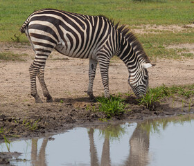 Fototapeta na wymiar Zebra near water