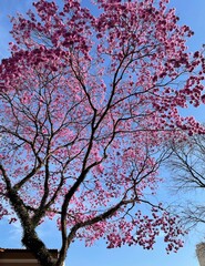 tree in spring