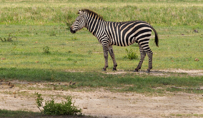 Fototapeta na wymiar zebra in the savannah