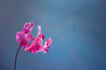 beautiful orchid flowers on blue background