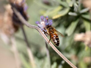 Honey Bee Feeding on Lavender Allwood