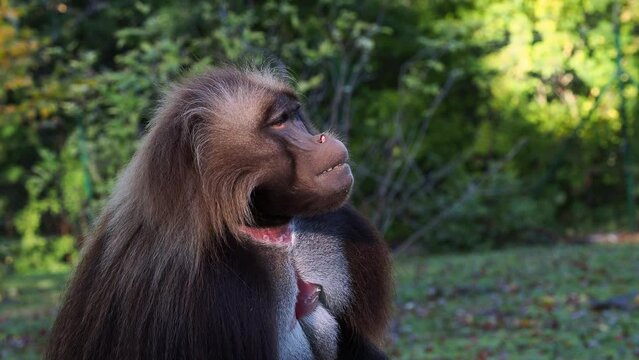 Alpha male of Gelada - Theropithecus gelada. Detail portrait of monkey.