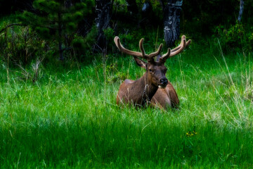 Naklejka na ściany i meble The elk or wapiti is one of the largest species within the deer family, Cervidae, and one of the largest terrestrial mammals in North America and Northeast Asia.