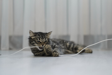 striped kitten is playing with a wire on the floor. gray cat tries to peerkusyty wire. cat and...