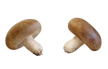 椎茸のリアルなイラスト