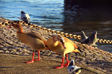 Two Egyptian (Nile) geese and pigeons in the sunset light on the embankment of the river Rhine, the water of the river is visible in the background, Germany