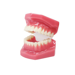 歯形模型 歯列模型 イラスト リアル 