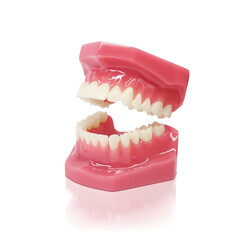 歯形模型 歯列模型 イラスト リアル 