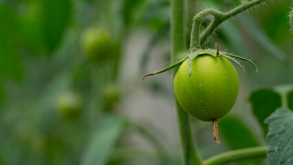 El tomate o también conocido como jitomate es la hortaliza más difundida en todo el mundo y la de mayor valor económico. Su demanda aumenta continuamente y con ella su cultivo, producción y comercio.