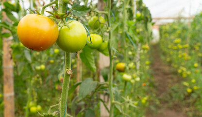 El tomate o también conocido como jitomate es la hortaliza más difundida en todo el mundo y la de mayor valor económico. Su demanda aumenta continuamente y con ella su cultivo, producción y comercio.