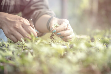 woman hands is planting organic vegetables in the nursery