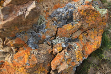 On a large cracked red stone, gray, yellow and red lichens, close-up