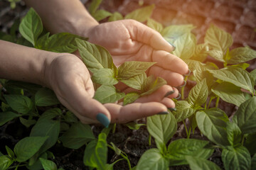 hands of a farmers are taking care and checking the quality of organic vegetables. - obrazy, fototapety, plakaty