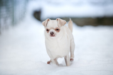 Fototapeta premium chihuahua puppy in snow