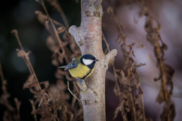 Great tit in the winter at the feeder