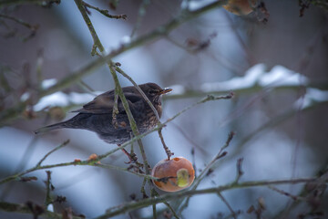 blackbird on a tree eats an apple