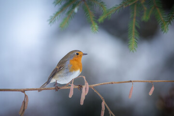 robin in winter at the feeder