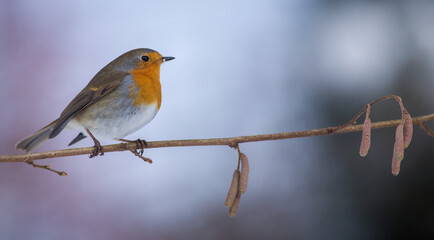 robin in winter at the feeder