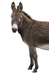 portrait brown donkey isolated on white background