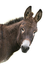 portrait brown donkey isolated on white background